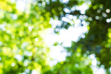 Yeşil ağaç yaprak taze yeşillik bokeh ile arka plan bulanık