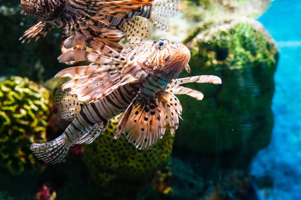Барвисті риби лева в акваріумі — стокове фото
