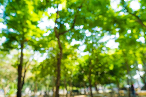 Gröna träd löv färska lövverk suddig bakgrund med bokeh — Stockfoto