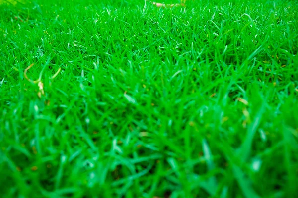 Textury trávy zelené přírody — Stock fotografie