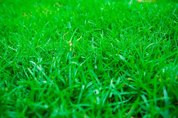 Natureza verde textura grama — Fotografia de Stock
