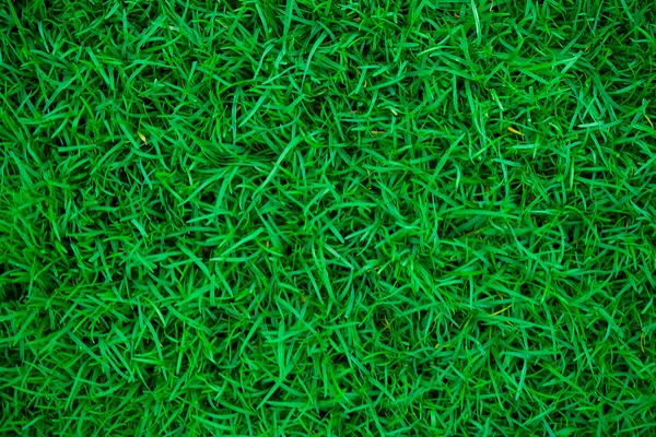 Textury trávy zelené přírody — Stock fotografie