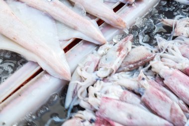 Taze kalamar yerel balıkçılık pazarında satmak