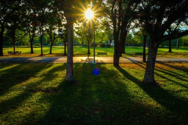 Sunset light in on green tree with grass meadow