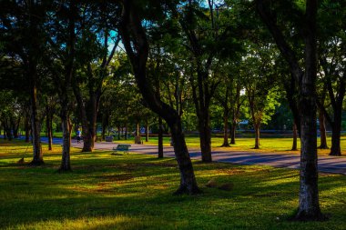 Sunset light in on green tree with grass meadow