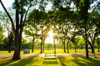 Sunset light in on green tree with grass meadow