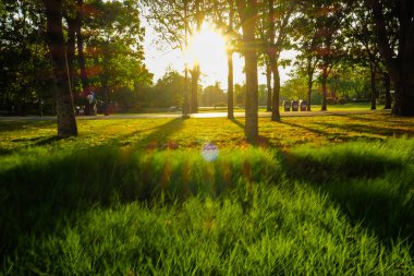 Sunset light in on green tree with grass meadow
