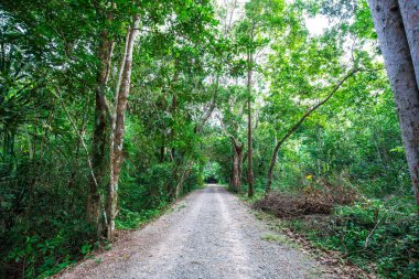 Tropikal yeşil ağaç ormanında kırsal yol yolu