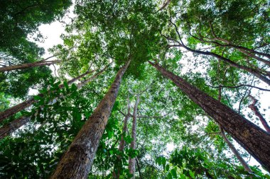 Yeşil ağaç yaprağı orman folyo arka plan