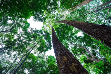 Yeşil ağaç yaprağı orman folyo arka plan