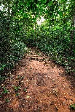 Tropikal yeşil ağaç ormanında kırsal yol yolu