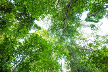 Yeşil ağaç yaprağı orman folyo arka plan