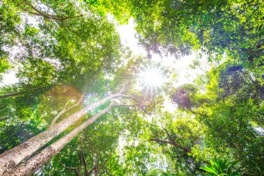 Tropikal yağmur ormanları yeşil ağaç yaprağı güneş ışığı