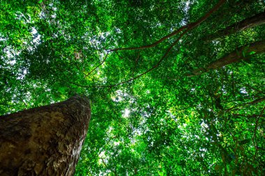 Tropikal yağmur ormanları yeşil ağaç yaprağı güneş ışığı