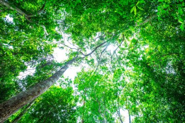 Tropikal yağmur ormanları yeşil ağaç yaprağı güneş ışığı