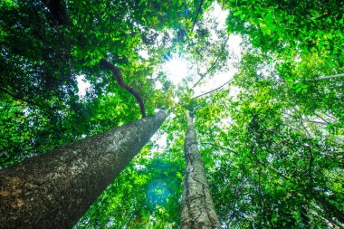 Tropikal yağmur ormanları yeşil ağaç yaprağı güneş ışığı