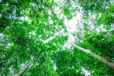 Tropikal yağmur ormanları yeşil ağaç yaprağı güneş ışığı