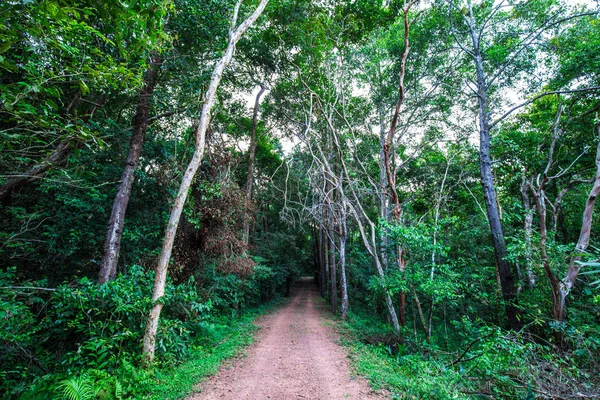 Strada rurale nella foresta tropicale di alberi verdi — Foto Stock