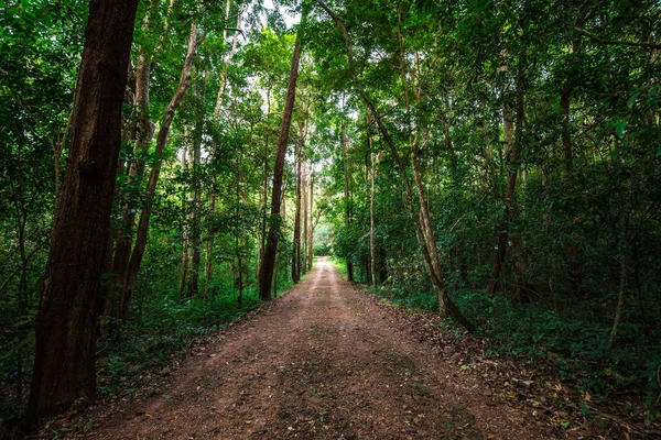 Ländlicher Straßenweg im tropischen grünen Baumwald — Stockfoto