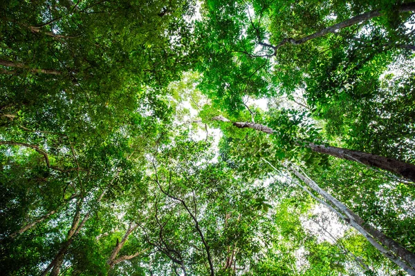 緑の木の葉の森のフォリアグの背景 — ストック写真