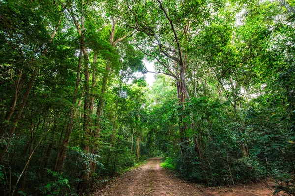 熱帯緑の木林における農村道路経路 — ストック写真