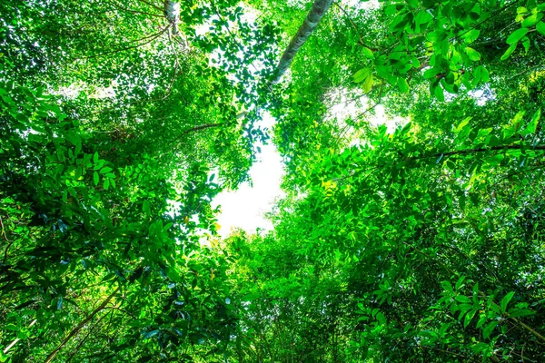 Sun light on tropical rain forest green tree leaf — Stock Photo, Image