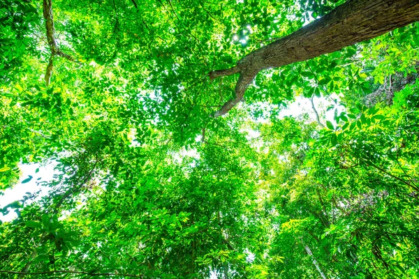 Luz solar na floresta tropical folha de árvore verde — Fotografia de Stock