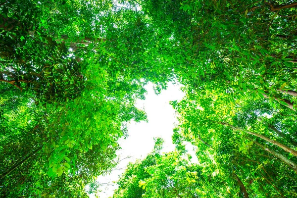 Zon licht op tropische regenwoud groene boom blad — Stockfoto