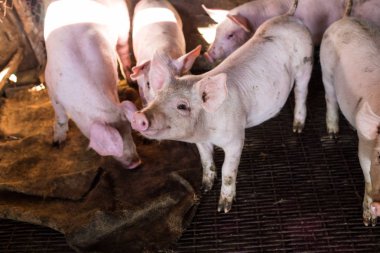 Domuz çiftliği kırsal indistry piglet