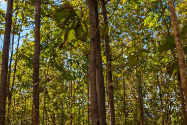 Tik yeşil orman plantasyonu