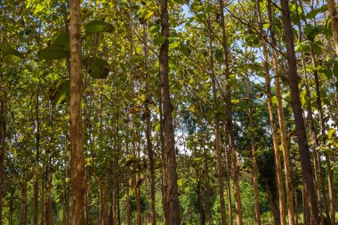 Yeşil yaprak tik orman güneşli gün