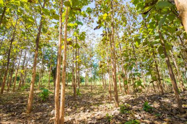 Teak green forest plantation clipart