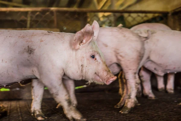 돼지 농장 농촌 인디디스트리의 돼지 — 스톡 사진