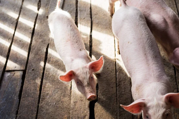 돼지 농장 농촌 인디디스트리의 돼지 — 스톡 사진