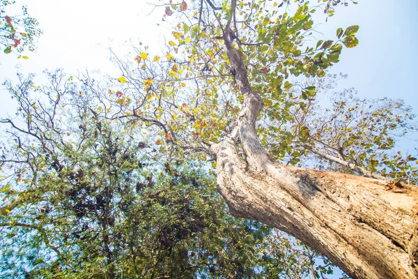 Зеленый лист большого дерева на фоне синего неба — стоковое фото