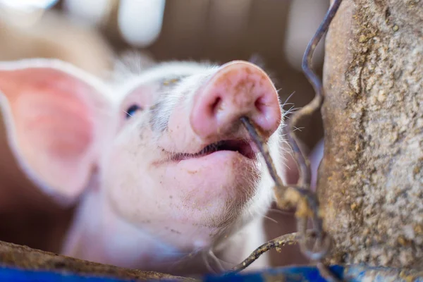 유기농 농촌 농장의 작은 새끼 돼지 — 스톡 사진