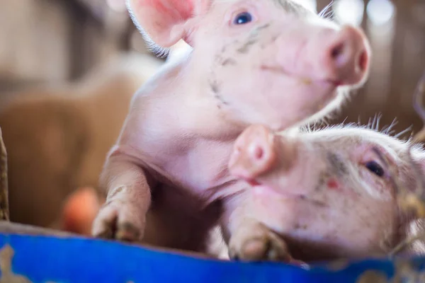 有机农村农场的小猪 — 图库照片