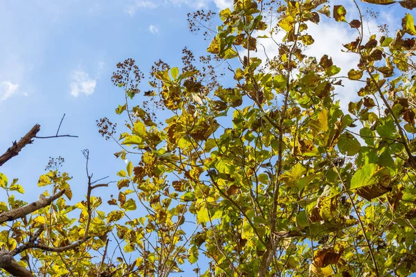 Зеленый лист тикового леса солнечный день — стоковое фото
