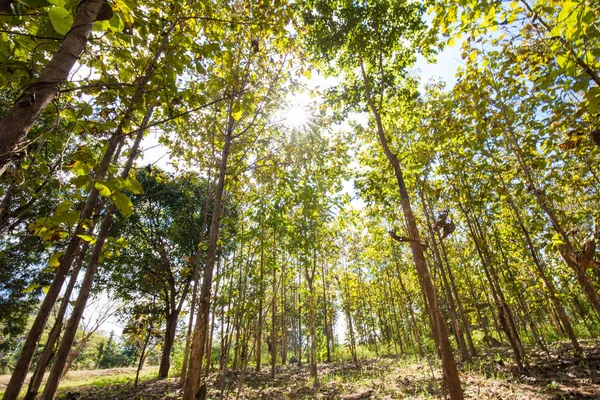 Плантация тикового леса — стоковое фото