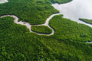 Havadan görünüm gree mangrov doğa tropikal yağmur ormanları