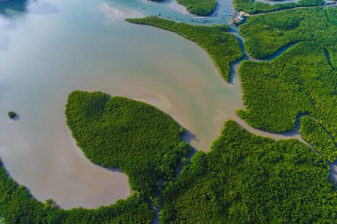 Havadan görünüm gree mangrov doğa tropikal yağmur ormanları
