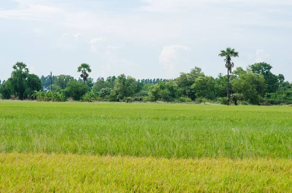 Campo de cultivo de arroz con cáscara —  Fotos de Stock