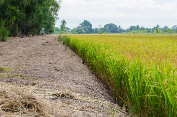 Campo de cultivo de arroz con cáscara —  Fotos de Stock