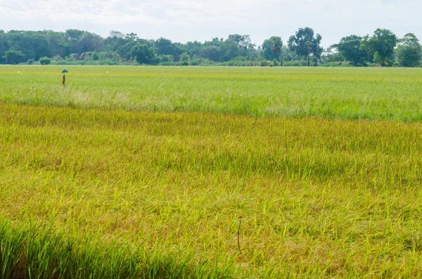 Paddy Rice Plantation Field — Stockfoto