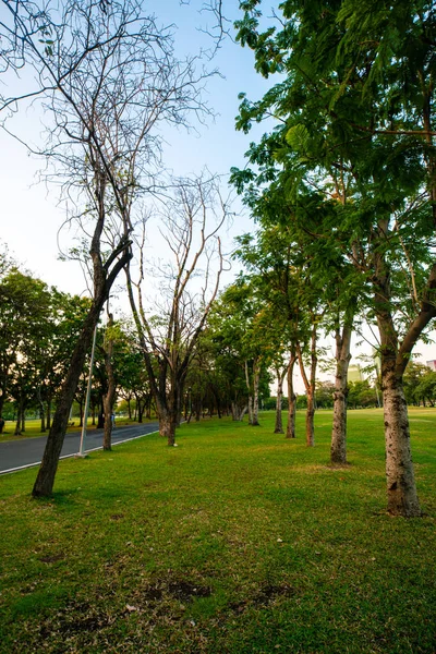 Green City Public Park med ängs naturlandskap — Stockfoto