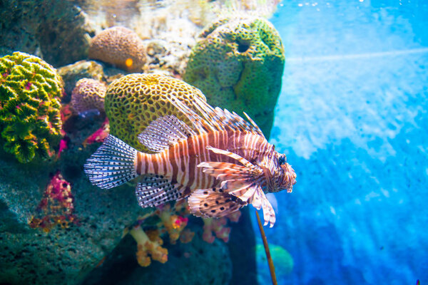 Beautiful lion fish in deep sea water aquarium