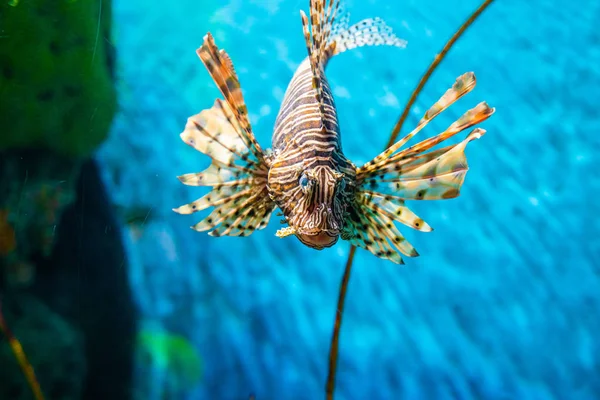 Красива риба лева в акваріумі глибоководних вод — стокове фото
