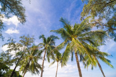 Hindistan cevizi palmiye ağacı mavi gökyüzü bulut ile
