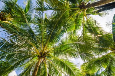 Hindistan cevizi palmiye ağacı mavi gökyüzü bulut ile