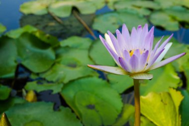 Güzel nilüfer çiçek su florası yeşil yaprak